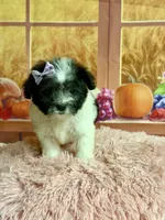 Lulu, a female Maltipoo for sale in Ripley, MS – 6 of 10