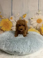 Red, a male Poodle - Toy  for sale in Ripley, MS – 4 of 10