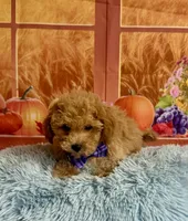 Ben, a male Cavapoo for sale in Ripley, MS – 2 of 8