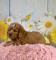 Ava, a female Miniature Aussiedoodle for sale in Ripley, MS – 4 of 5