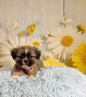 Kobe, a male Pekingese and Shih Tzu for sale in Ripley, MS – 8 of 10