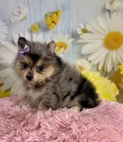 Sadie, a female Pomeranian for sale in Ripley, MS – 9 of 10