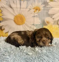 Bojangles , a male Cocker Spaniel for sale in Ripley, MS – 4 of 10