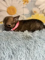     Chip, a male Chihuahua for sale in Ripley, MS – 6 of 8