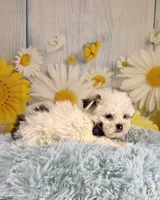 Charles, a male Shihpoo for sale in Ripley, MS – 1 of 8