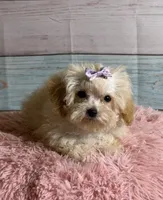 Honey, a female Poodle - Toy  for sale in Ripley, MS – 2 of 7