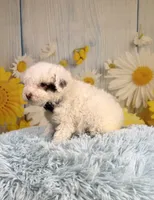 Romeo, a male Poodle - Toy  and Poodle - Miniature  for sale in Ripley, MS – 6 of 7