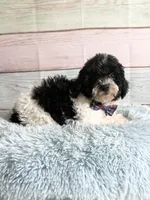 Oreo, a male Poodle - Toy  for sale in Ripley, MS – 2 of 10