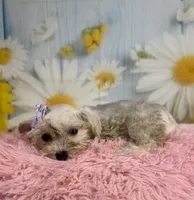 Shiloh , a female Miniature Schnauzer for sale in Ripley, MS – 2 of 8
