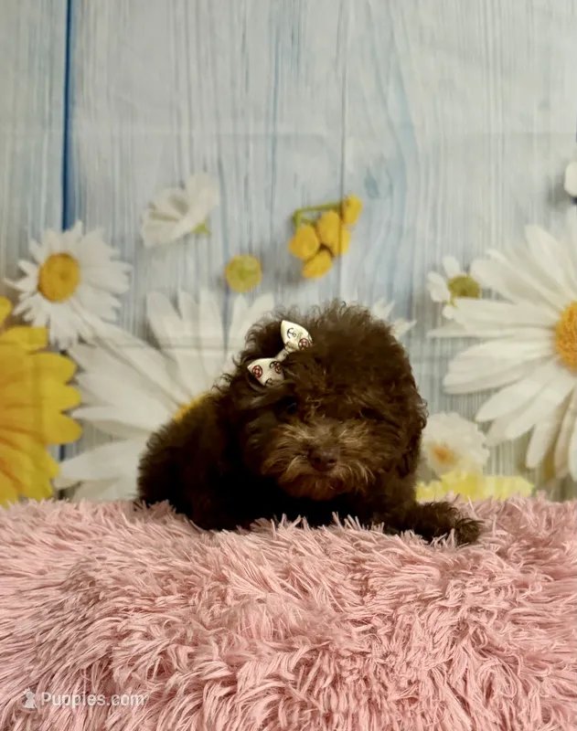 Coco – Poodle - Toy  puppy on hold in Ripley, MS