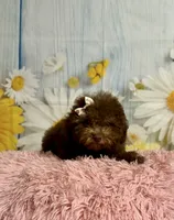 Coco, a female Poodle - Toy  for sale in Ripley, MS – 1 of 10