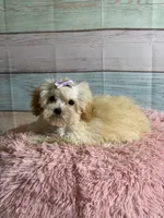 Honey, a female Poodle - Toy  for sale in Ripley, MS – 7 of 7