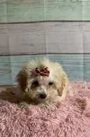 Winnie, a female Poodle - Toy  for sale in Ripley, MS – 4 of 7
