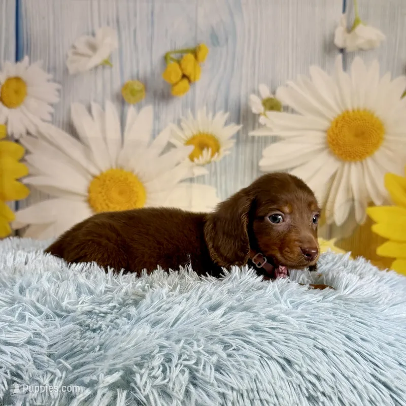 Ranger – Miniature Dachshund puppy for sale in Ripley, MS