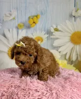 Rosie, a female Poodle - Miniature  for sale in Ripley, MS – 4 of 10