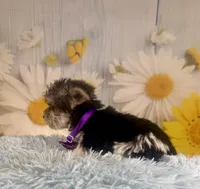 Pac-Man, a male Yorkshire Terrier for sale in Ripley, MS – 10 of 10