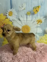 Jill, a female Yorkipoo for sale in Ripley, MS – 6 of 7