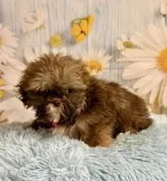 Hank, a male Shih Tzu for sale in Ripley, MS – 6 of 10