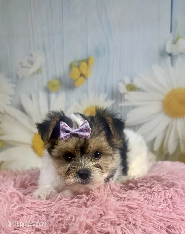 Jessie  – Yorkshire Terrier puppy for sale in Ripley, MS
