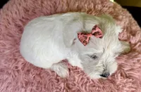 Ivory, a female Miniature Schnauzer for sale in Ripley, MS – 7 of 7