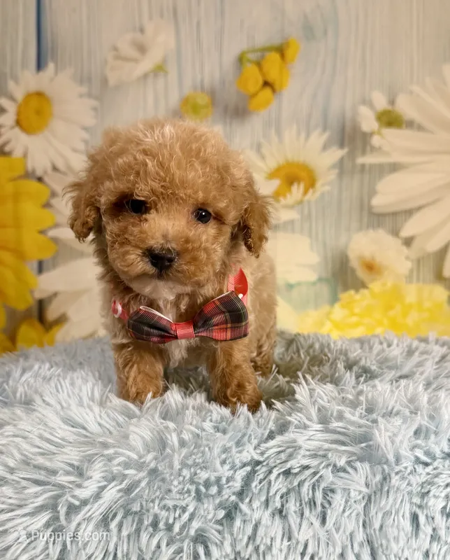 Groot – Poochon puppy for sale in Ripley, MS