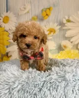 Groot, a male Poochon for sale in Ripley, MS – 1 of 8