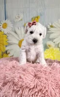 Ivory, a female Miniature Schnauzer for sale in Ripley, MS – 2 of 7