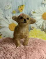 Jill, a female Yorkipoo for sale in Ripley, MS – 4 of 7