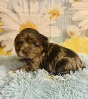 Bojangles , a male Cocker Spaniel for sale in Ripley, MS – 8 of 10