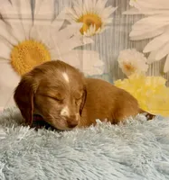 Todd, a male Miniature Dachshund for sale in Ripley, MS – 4 of 10