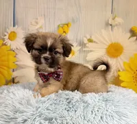 Kobe, a male Pekingese and Shih Tzu for sale in Ripley, MS – 10 of 10