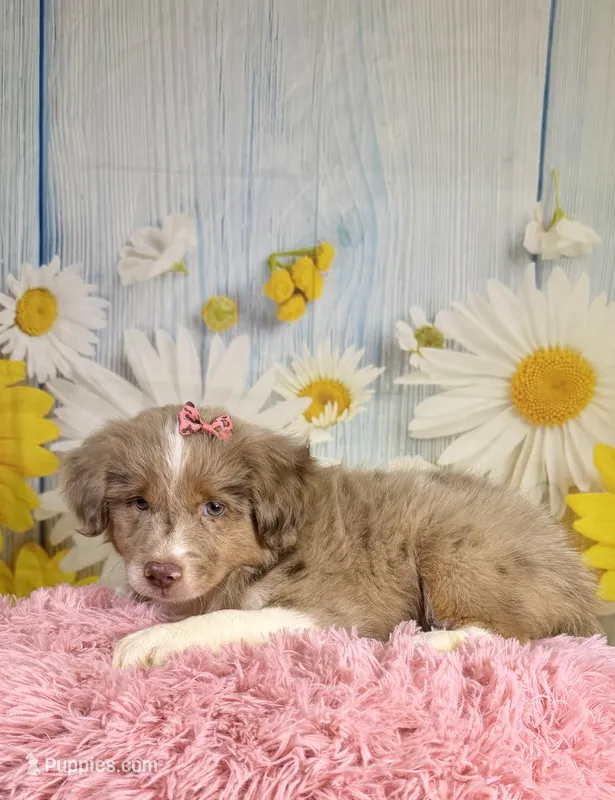 Hannah – Miniature Australian Shepherd puppy for sale in Ripley, MS