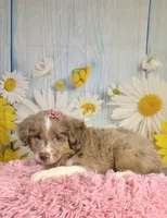 Hannah, a female Miniature Australian Shepherd for sale in Ripley, MS – 1 of 8