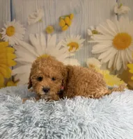 Leo, a male Miniature Goldendoodle for sale in Ripley, MS – 8 of 10