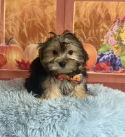 Tito, a male Morkie for sale in Ripley, MS – 4 of 8