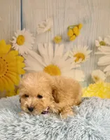 Finn, a male Miniature Goldendoodle for sale in Ripley, MS – 7 of 10