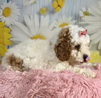 Willow, a female Cavapoo for sale in Ripley, MS – 8 of 10