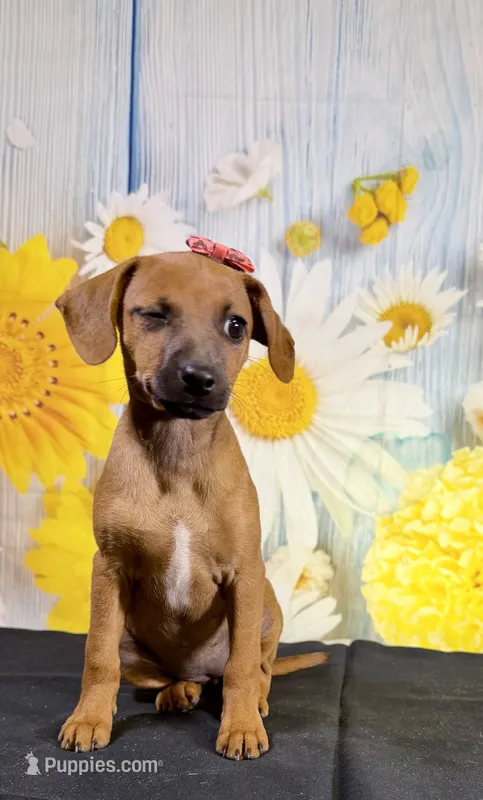 Ruby – Chihuahua, Miniature Dachshund puppy for sale in Ripley, MS