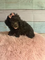 Jill, a female Poodle - Toy  for sale in Ripley, MS – 7 of 10
