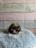 Frank, a male Shih Tzu for sale in Ripley, MS – 6 of 10