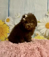 Coco, a female Poodle - Toy  for sale in Ripley, MS – 4 of 10