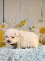 Archie , a male Poodle - Toy  and Poodle - Miniature  for sale in Ripley, MS – 6 of 10