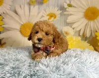 Leo, a male Miniature Goldendoodle for sale in Ripley, MS – 9 of 10