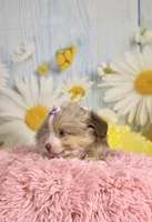 Isla, a female Miniature Australian Shepherd for sale in Ripley, MS – 2 of 7