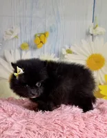 Ember, a female Pomeranian for sale in Ripley, MS – 2 of 7