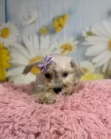 Shiloh , a female Miniature Schnauzer for sale in Ripley, MS – 3 of 8