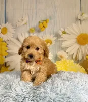 Jack , a male Miniature Goldendoodle for sale in Ripley, MS – 10 of 10