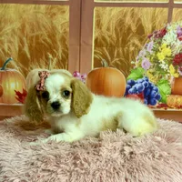 Molly, a female Cocker Spaniel for sale in Ripley, MS – 4 of 9