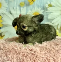     Juniper, a female Chihuahua for sale in Ripley, MS – 10 of 10