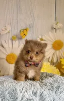 Jasper, a male Pomeranian for sale in Ripley, MS – 5 of 10